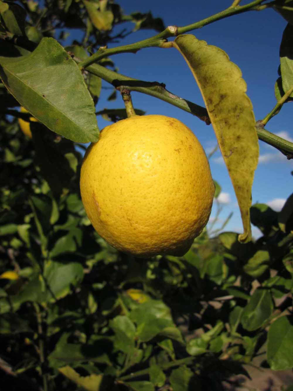            Fruit (Bearss, Winter Haven, FL)   